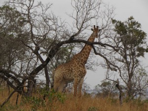 IMG_1944